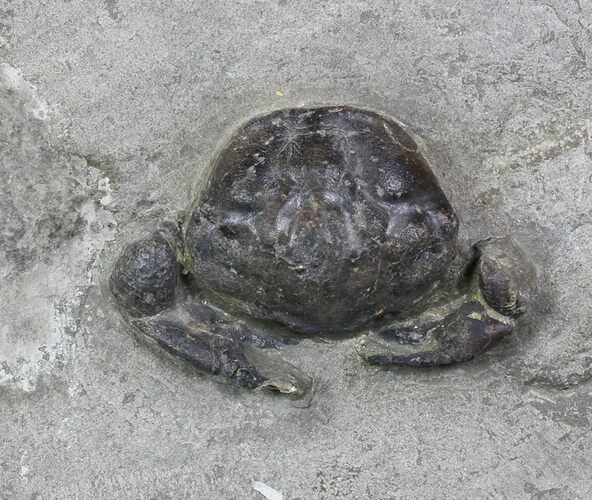 D Fossil Crab (Pulalius) Washington - Washington State #92919